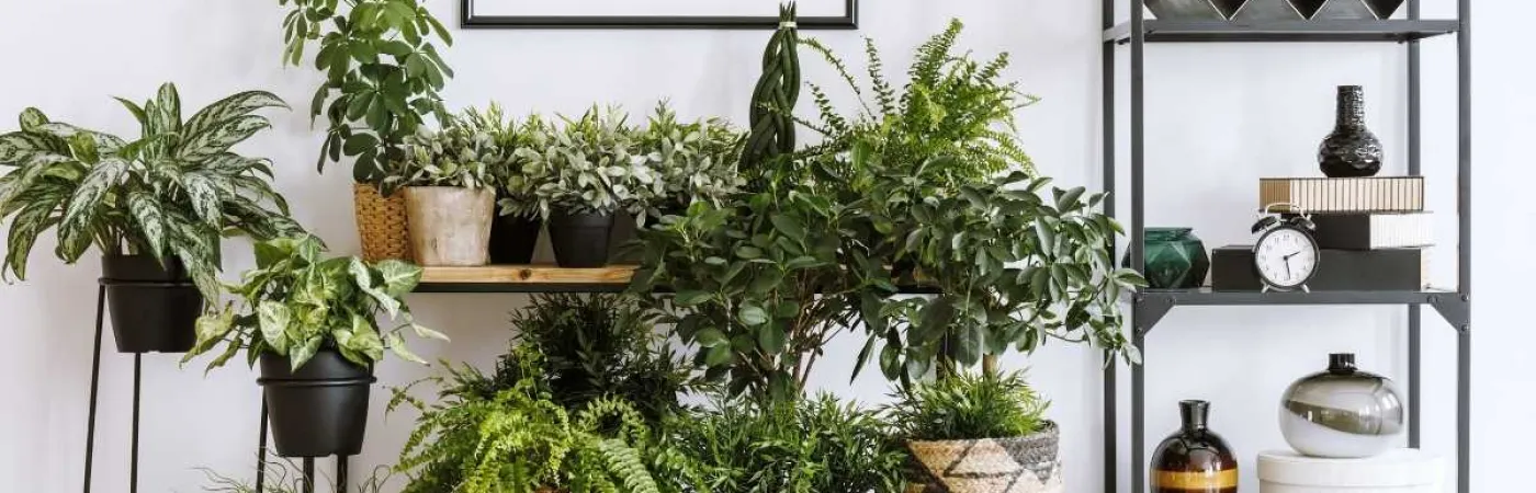 Evlerde Çiçek Beslenir Mi?