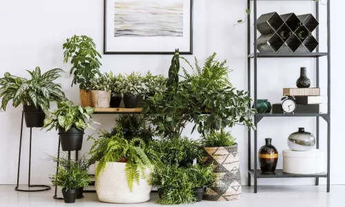 Evlerde Çiçek Beslenir Mi?