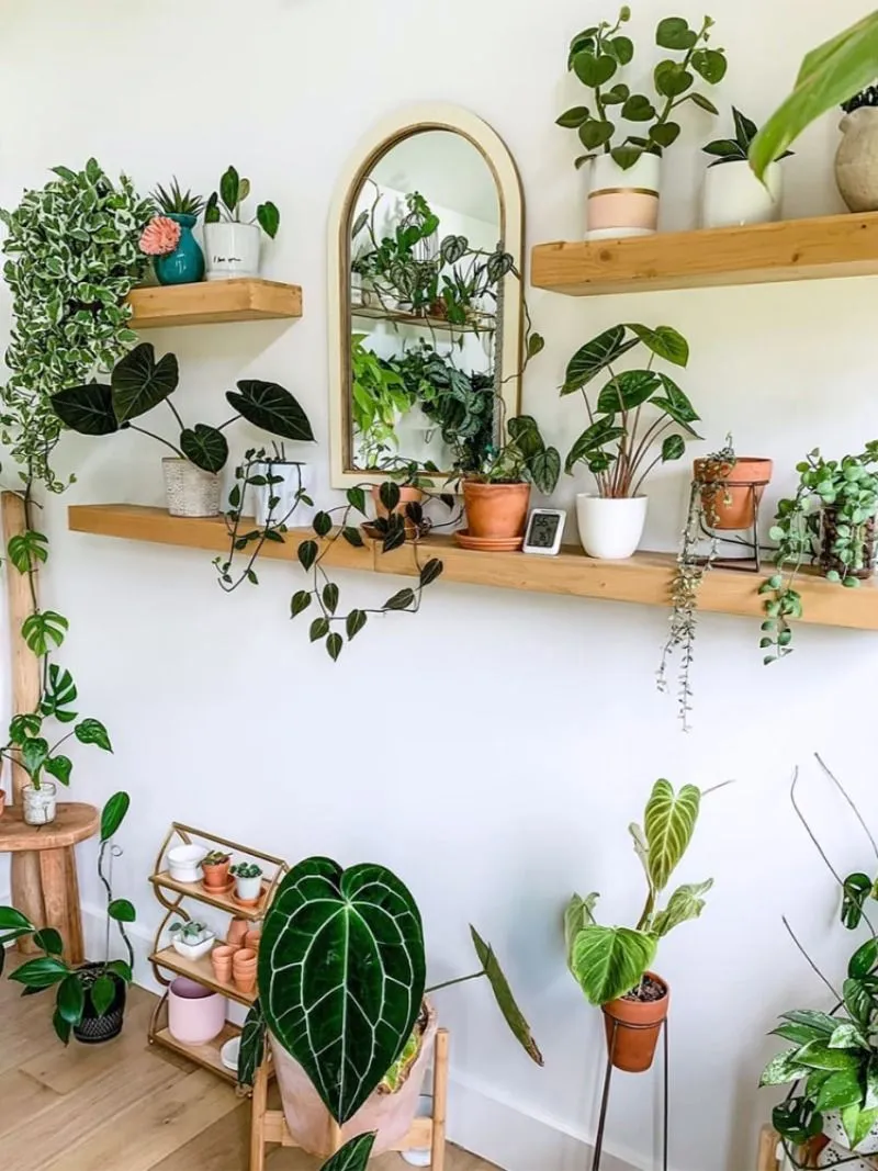 Evlerde Çiçek Beslenir Mi?